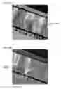 Fig. 09 - Piezoelectric element, piezoelectric actuator device, liquid ejecting head, liquid ejecting apparatus, and ultrasonic measuring apparatus