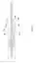 Fig. 14 - Obversely and reversely pluggable connector structure