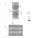 Fig. 22 - Electrostatic membrane pump/transducer and methods to make and use same
