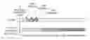 Fig. 01 - Methods for transmission time interval bundling in the uplink