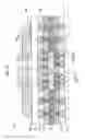 Fig. 13 - Circuit substrate and method for manufacturing the same