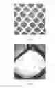 Fig. 03 - ENTANGLING HASTATE SETAE FOR PEST CONTROL