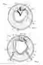 Fig. 02 - Brim for attaching to headgear
