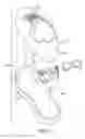 Fig. 03 - Adjustable heel support member for article of footwear