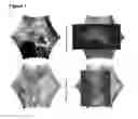 Fig. 08 - REAGENTS AND METHODS FOR MODULATING CONE PHOTORECEPTOR ACTIVITY