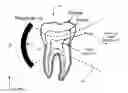 Fig. 01 - SYSTEM AND METHOD FOR ACOUSTICAL ENDODONTICS
