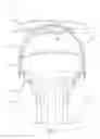 Fig. 03 - Ear-engaging and eye-covering head assembly