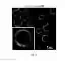 Fig. 03 - Nano / micro bubbles for drug delivery