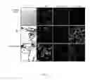 Fig. 04 - Nano / micro bubbles for drug delivery