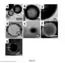 Fig. 10 - HOLLOW NANOPARTICLES WITH HYBRID DOUBLE LAYERS