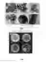 Fig. 20 - HOLLOW NANOPARTICLES WITH HYBRID DOUBLE LAYERS
