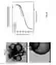 Fig. 28 - HOLLOW NANOPARTICLES WITH HYBRID DOUBLE LAYERS