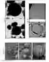 Fig. 32 - HOLLOW NANOPARTICLES WITH HYBRID DOUBLE LAYERS