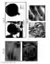 Fig. 33 - HOLLOW NANOPARTICLES WITH HYBRID DOUBLE LAYERS