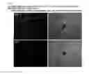 Fig. 08 - COMPOSITION FOR REGENERATING NORMAL TISSUE FROM FIBROTIC TISSUE