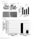 Fig. 19 - COMPOSITION FOR REGENERATING NORMAL TISSUE FROM FIBROTIC TISSUE