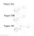Fig. 15 - Affinity medicant conjugate