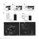 Fig. 02 - Methods and compositions for treating and identifying compounds to treat age-related macular degeneration treatment