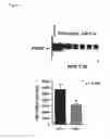 Fig. 09 - Methods and compositions for treating and identifying compounds to treat age-related macular degeneration treatment