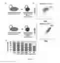 Fig. 06 - Method of promoting remyelination