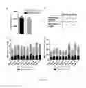 Fig. 07 - Method of promoting remyelination