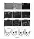Fig. 27 - Method of promoting remyelination