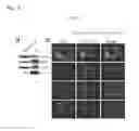 Fig. 08 - Compositions and methods for treating cancer and diseases and conditions responsive to cell growth inhibition