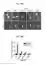 Fig. 22 - METHODS OF CONTROLLING TUMOR BIOENERGETICS NETWORKS