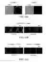 Fig. 19 - Compositions and methods for inducing apoptosis