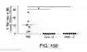 Fig. 24 - Compositions and methods for inducing apoptosis