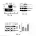 Fig. 09 - Methods and compositions for modulating Tau levels