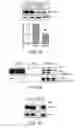 Fig. 10 - Methods and compositions for modulating Tau levels