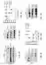 Fig. 13 - Methods and compositions for modulating Tau levels