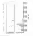 Fig. 43 - Compositions and methods for treating insulin resistance and diabetes mellitus