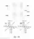 Fig. 74 - Compositions and methods for treating insulin resistance and diabetes mellitus