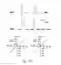 Fig. 75 - Compositions and methods for treating insulin resistance and diabetes mellitus