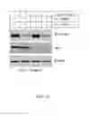 Fig. 27 - METHODS FOR TREATING CANCER