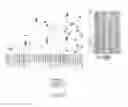 Fig. 03 - Probiotics for treating neuropathic bladder associated urinary tract infection