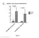 Fig. 06 - NEWCASTLE DISEASE VIRUSES AND USES THEREOF