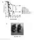Fig. 25 - NEWCASTLE DISEASE VIRUSES AND USES THEREOF