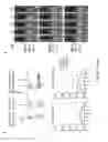 Fig. 41 - NEWCASTLE DISEASE VIRUSES AND USES THEREOF