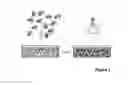 Fig. 02 - Use of photosynthetic scaffolds in tissue engineering