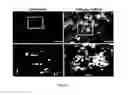 Fig. 04 - Use of photosynthetic scaffolds in tissue engineering