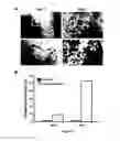 Fig. 06 - Use of photosynthetic scaffolds in tissue engineering