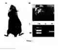 Fig. 08 - Use of photosynthetic scaffolds in tissue engineering