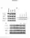 Fig. 02 - COMPOSITIONS FOR TREATMENT OF RETINAL DETACHMENT