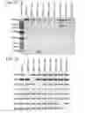 Fig. 09 - Attenuated chlamydia vaccine