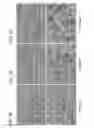 Fig. 11 - Attenuated chlamydia vaccine