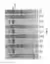 Fig. 03 - Compositions and methods to treat AIDS