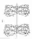 Fig. 03 - M-CSF specific monoclonal antibody and uses therof